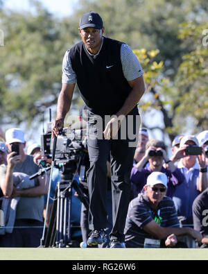 San Diego, CA. 25 Jan, 2019. Tiger Woods au cours de deuxième tour des agriculteurs ouvrent à parcours de golf de Torrey Pines à San Diego, CA, le 25 janvier 2019. Jevone Moore : csm Crédit/Alamy Live News Banque D'Images