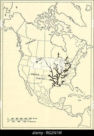 . La Canadian field-naturaliste. 1988 Parker : état de la spatules 293. La figure 2. La distribution de ce poisson en Amérique du Amerca. ^• distribution américaine actuelle Ancienne répartition l'information suivante provient de populations Spatulaire existant dans le Mississipi. Spatulaire croître rapidement avec une taille maximale d'environ 2,2 m de longueur totale (LT). Longueur totale moyenne pour les adultes de plusieurs populations du centre-ouest vont de 70 à 150 cm (Carlander, 1969). Les taux de croissance entre les populations sont extrêmement variables (Bonislowsky 1977 ; Pasch et al. 1980 ; Combs, 1982). Banque D'Images