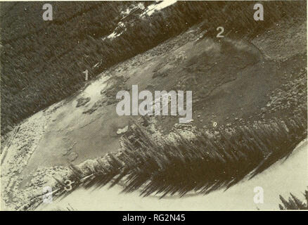 . La Canadian field-naturaliste. 1988 Lanteigne : Statut des naseux des rapides de Banff 173. La figure 3. Vue aérienne du marais à l'afflux des sources thermales Cave and Basin, à Bantf National Park, Alberta : 1) Entrée de la grotte ; Hotspring 2) Apport de l'Hotspring du bassin ; 3) Sortie du marais de la rivière Bow. teinperaturewas26°C(NMC71-0218).OnI6mai 1981, un spécimen (UA 4613) ont été recueillies à la grotte d'Hotspring à une température de l'eau de 22,5°C ; cinq spécimens (UA 4615) ont également été recueillies il y a le 17 mai 1981, à une température de l'eau de 24° C. Un spécimen (4614) U UNE ont également été recueillis sur les Banque D'Images