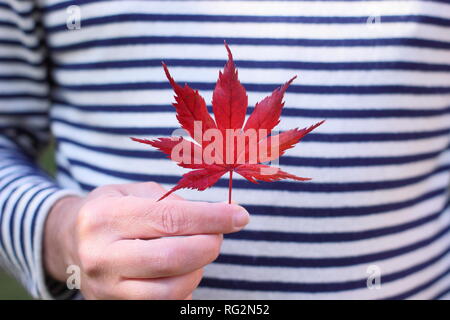 Feuille d'érable en automne. Homme tenant une feuille de palmatum rouge Acer octobre, Royaume-Uni Banque D'Images