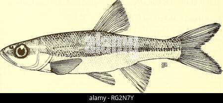 . La Canadian field-naturaliste. 164 Le Canadian Field-Naturalist Vol. 102. La Figure I. Dessin du méné long, Clinostomus elongatus (avec la permission de D. E. McAllister, National Muesum of Natural Sciences, dessin de Sally Gadd). Le bassin supérieur du Mississippi au Minnesota et le haut Mississippi et du bassin du lac Michigan du Wisconsin. L'Est du lac Michigan, les ménés longs sont maintenant disparue de l'Indiana mais encore se produire dans le Michigan, l'Ohio, du Kentucky, de la Pennsylvanie et du Maryland (Moore, 1968 ; Gilbert, 1980). Au Canada, l'espèce ne se trouve qu'en Ontario (Scott et Grossman, 1973). GoUection records en Ontario Banque D'Images