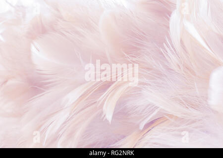 Résumé fond rose en plumes d'oiseaux et les poulets ,texture style flou et doux de couleur art design Banque D'Images