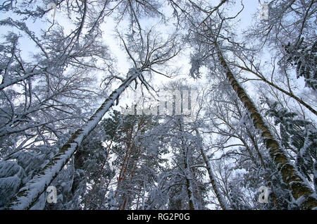 Sur la photo, les troncs de pins, regardant vers le haut, de bas en haut, formant un magnifique dôme contre le ciel. Les cimes des arbres sont couverts Banque D'Images