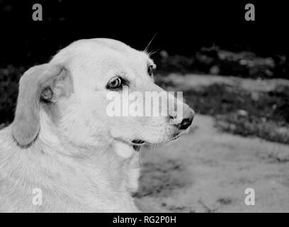 Dans une photographie en noir et blanc un chien sans abri solitaire qui se trouve sur la route et ressemble aux yeux tristes. Banque D'Images