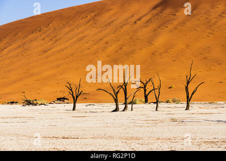 Dead Vlei, Namibie Dead Vlei , arbres morts dans le désert, la chaleur du soleil qui plombe sur le sol sableux, dunes rouges dans le contexte, des millions de touristes visitent eve Banque D'Images