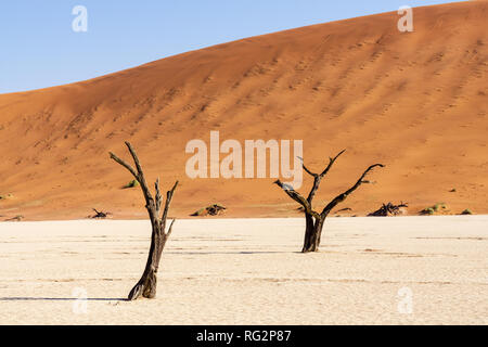 Belles couleurs du matin et dead acacia dans hidden Dead Vlei paysage dans le désert de Namib, acacia arbres morts dans la vallée avec le ciel bleu, la Namibie Banque D'Images
