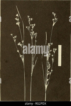 . La Canadian field-naturaliste. 168 Le Canadian Field-Naturalist Vol. 95. Tableau 1 - différences morphologiques entre les Juticus com- pressus et J. gerardii, d'après l'examen des plantes par l'auteur et des déclarations par Fernald (1950), Gleason (1952), Hermann (1975), Scoggan (1978), et Eames et Wiegand(1926) figure l.Juncus compressus, montrant la partie supérieure de l'échantillon obtenu à partir de la prise de l'usine à Oshkosh, Wisconsin, comté de Winnebago, 11 juillet 1974 {Har- riman 10 186, OS). 30 juillet 1919, 11731 Wiegand (CU) ; e banque d'inlet, Ithaque. 31 juillet 1919, 11732 Wiegand (Cu, Mo). Un Wiegand Banque D'Images