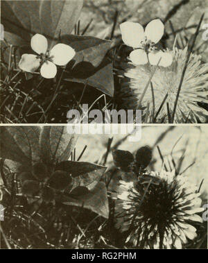 . La Canadian field-naturaliste. La Canadian Field-Naturalist tome 99. La figure 3. Au-dessus : Chamaepericlymenum canadense ; photo prise à la lumière du soleil sans les filtres à l'aide de Kodak Tri-X film. Ci-dessous : photo similaire de mêmes plantes prises à travers la lentille de quartz et un Kodak Wratten 18A filtre qui transmet seulement la lumière ultraviolette et montrant le degré d'absorption de rayons ultraviolets par les quatre bractées de chaque inflorescence. Fleur à droite est le pissenlit, Taraxacum officinale L. inclus pour comparaison. Photo de Mosquin T... Veuillez noter que ces images sont extraites d'un balayage Banque D'Images