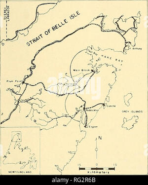 . La Canadian field-naturaliste. 1976 61 Notes à l'île de Terre-Neuve. En juillet 1964, quatre mâles et deux femelles ont été introduits à partir de Labrador à 68 hectares de l'île de chameau dans la baie Notre Dame (Figure 1). Cette introduction a été l'occasion d'étudier les patrons de dispersion de l'écureuil roux et l'influence de l'eau libre de glace et étendues sur la distribution. La végétation sur l'île de chameau est dominée par le sapin baumier (Abies balsamea) et l'épinette noire (Picea mariana). L'exploitation forestière et un burn en 1946 a causé l'estabUshment de 33 hectares d'un jeune peuplement de peupliers iPopulus tremuloides), le sapin baumier Banque D'Images