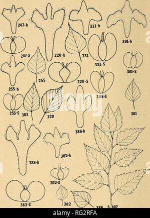 . La Canadian field-naturaliste. 198 Le Canadian Field-Naturalist Vol. 82. 386 S-302 Figure 5. Bractées et samaras (X ca. 6) et des feuilles (réduction du ca. |) des spécimens représentatifs de la région de la rivière MacKenzie. S-302, la tige. Les numéros renvoient à l'adhésion comme nmnibers indiquées dans le tableau 2. b  = bractée ; S  = Samara. Resimjera Betula, sauf nos 220 et 383, B. papyrifera et No 302, voir le texte.. Veuillez noter que ces images sont extraites de la page numérisée des images qui peuvent avoir été retouchées numériquement pour plus de lisibilité - coloration et l'aspect de ces illustrations ne peut pas parfaitement ressembler à t Banque D'Images