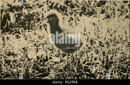 . La Canadian field-naturaliste. 140 Le Canadian Field-Naturalist Vol. 83. La figure 2. Photo de bébé Jaeger prises le 2 juillet 1968. Il est d'environ 6 pouces de haut, et est supposé être deux ou trois jours, peut-être un 'eek ancien à l'époque car elle pourrait décaler un peu, mais pas beaucoup de succès. Processus de la vie sont très compressées et accéléré dans la toundra court de l'été et il est intéressant de noter les progrès de l'oiseau erence. Le 16 juillet, nous avons observé l'un des parents en survolant le jeune, plongée et crissement à elle. Cela a continué sans relâche jusqu'au 22 juillet, lorsque nous avons vu le yo Banque D'Images