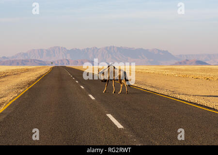 Le Gnou bleu (antilope Gnu ou Connochaetes taurinus) traverser la route de terre. Coucher du soleil chaud de la lumière. Grand animal dans la nature de l'habitat, la Namibie, Kalahari Banque D'Images