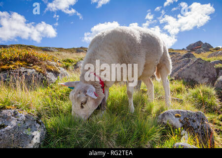 Gamme Rree moutons paissant sur un versant de montagne en Norvège par un beau jour d'été Banque D'Images