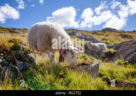 Gamme Rree moutons paissant sur un versant de montagne en Norvège par un beau jour d'été Banque D'Images