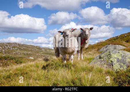 Gamme Rree moutons paissant sur un versant de montagne en Norvège par un beau jour d'été Banque D'Images