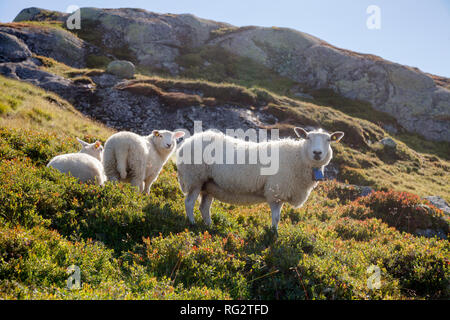 Gamme Rree moutons paissant sur un versant de montagne en Norvège par un beau jour d'été Banque D'Images