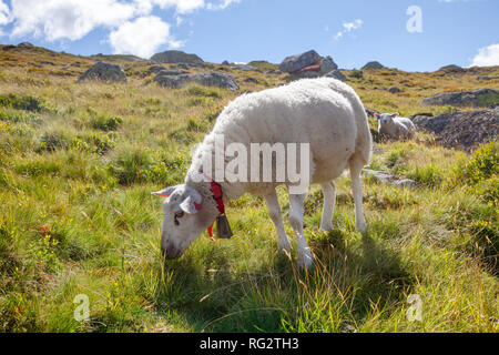 Gamme Rree moutons paissant sur un versant de montagne en Norvège par un beau jour d'été Banque D'Images