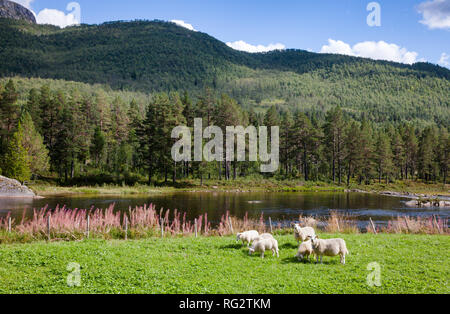 Paysage rural norvégien avec gamme de mouton et agneau sur un pâturage pâturage Banque D'Images