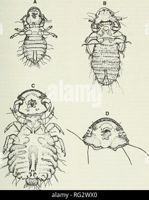 . La Canadian field-naturaliste. 1989 Stock et Hunt : Trois espèces de poux sur Lagopède 587. La figure 1. Trois espèces de Mallophages trouvés sur Lagopède des saules (Lagopus lagopus). A. affinis Lagopoecus Amyrsidea lagopi ; B. mâle homme Goniodes lagopi ; C. D. G. Iagopi ; mâle femelle. (Elles sont toutes tirées à la même échelle). Remerciements Nous remercions Susan Hannon, Département de zoologie, Université de l'Alberta, pour fournir des oiseaux et la révision du manuscrit. Nous remercions également le groupe de parasitologie, Université de l'Alberta, et surtout Wm. Samuel, pour la révision du manuscrit. Ce rapport satisfait une partie Banque D'Images