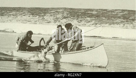 . La Canadian field-naturaliste. 1999 Burnett : Chapitre 4 : Travailler avec les mammifères marins 71. L'étude Kaminuriak (1966-1968) était un champ complet l'examen de la biologie et l'écologie de l'une des plus grandes populations de caribous de la toundra, dans les Territoires du Nord-Ouest. Ici, Gerry Parker (centre), assistée par deux Inuits, vérifie le collier d'identification sur un caribou natation (crédit photo : SP). Du Yukon. Ils avaient voyagé à l'intérieur des terres par des chiens, sur la glace de mer de la GRC poster à Herschel, d'observer le mouvement vers l'ouest des caribous le long des contreforts des monts Britanniques. Une fois que la glace était out, Banque D'Images