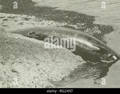 . La Canadian field-naturaliste. 1989 Baird, Langelier, et Stacey : fausses orques 369. La figure 1. Adultes masculins Pseudorca crassidens échoué sur l'île Denman, Canada (BCPM) 16149. Photo de Robin W. Baird. hauteur du crâne comprise entre et le basioccipital vertex, 227. La tribune et les deux tiers antérieurs de la mandibule ont été déposés auparavant par un résident local, mais ont été retrouvés plus tard. Les poumons, la trachée et les principales voies respiratoires étaient toutes propres et de l'air- remplis du même degré de décomposition que le reste du corps. Ceci indique que la baleine n'a pas se noyer et peut-être coincé tout en vivant. Banque D'Images