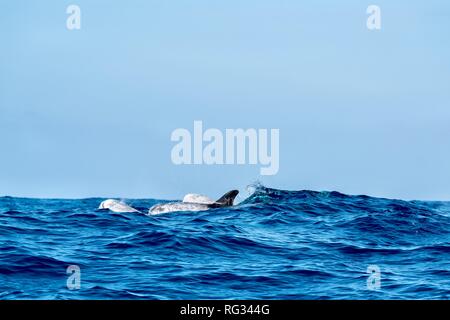 Les dauphins de Risso surfacing derrière une vague Banque D'Images