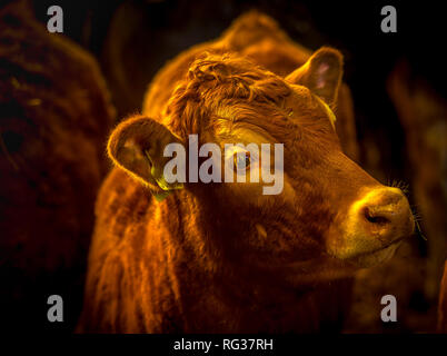 Brown, vache, une vache limousine rouge gingembre regardant à droite à l'intérieur d'une grange. Close up de tête et les yeux. Image rétroéclairé avec un arrière-plan sombre. Paysage. Banque D'Images