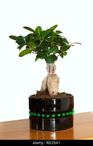 Vue rapprochée d'un beau Bonsaï Ficus Ginseng dans un pot noir. Bonsai Ficus Ginseng isolé sur fond blanc. Arbre généalogique mini Feng shui Banque D'Images