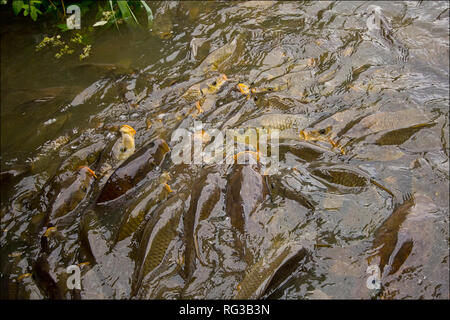 La Carpe (Cyprinus carpio) dans une frénésie nagent sur après tout aliment à jeter les visiteurs par un pont. Ils sont si étroitement emballé ils remplir le lac. Banque D'Images