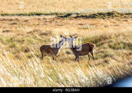 Wild Red Deer Hinds l'itinérance dans les Highlands écossais dans le soleil du soir Banque D'Images