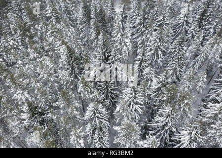 Vue aérienne de la forêt couverte de neige. Drone capturé en plongée des Banque D'Images
