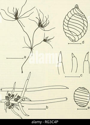 . La Canadian field-naturaliste. Les 424 108 Canadian Field-Naturalist Vol.. La figure 5. Tolypella prolifera. a : habitude, photocopié spécimen d'herbier, barre d'échelle  = 5 cm ; b : barre d'échelle, apprimées  = 2000 um ; c : variation de l'extrémité des rameaux rouges, barre d'échelle  = 500 ; d : urn oogone, barre d'échelle  = 200 um ; e : barre d'échelle, l'oospore  = 200 um. sept spécimens. Collections de la Saskatchewan sont répertoriées à partir de bassins et lacs de la Moose Jaw, Regina et Yorkton et la collecte de l'Alberta de pot Hole Creek. 6. Nitella sp. [Figure 6] Lors de l'examen du matériel de Ekapo Chara vulgaris Creek, une simple tige de Nite Banque D'Images