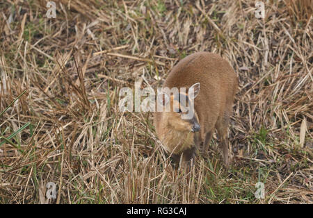 Une jolie femme (Muntiacus reevesi Cerf Muntjac) se nourrissant sur une île au milieu d'un lac par une froide journée hivers brumeux. Banque D'Images