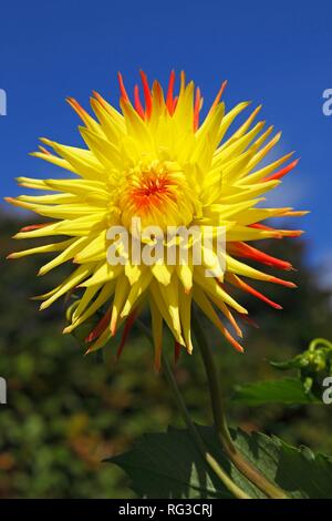 Cactus dahlia (Dahlia), variété Jessica, Allemagne Banque D'Images