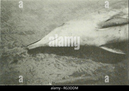 . La Canadian field-naturaliste. 1990 Lien et Barry : Statut de la baleine à bec de Sowerby 127. La figure 2. 362 cm photographie oi la femme qui reste coincé à la baie des Exploits, Terre-Neuve en septembre 1987 (voir le tableau 1). Notez le "V" en forme de Gorge gorge. présence de la tribune inhabituelle, il est probable que la plupart des brins Mesoplodon bidens seraient signalés. Bien que le nombre d'échouages signalés au cours des dernières années a augmenté, il ne peut être conclu qu'Mesoplodon bidens est devenu plus courant dans les eaux canadiennes au cours de la dernière décennie. L'accroissement de la portée et l'efficacité de l'actuel réseau d'échouage Banque D'Images
