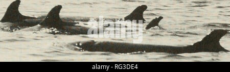 . La Canadian field-naturaliste. . La figure 2. Faux Épaulard dans Puget Sound, Washington, mai 1987. Photo de John Calambokidis. United States : aux États-Unis tous les cétacés sont protégés en vertu de la Marine Mammal Protection Act de 1972, ainsi que dans le cadre de l'amendement de l'Packwood-Magnuson- Fisher et la Loi sur l'Amendement Pelly- ment de la loi de protection du pêcheur. Taille et tendances des populations Aucune estimation de chiffres existent. Ross (1984) note que l'existence possible d'morphologi- quement populations distinctes n'a pas été établie, en raison d'un manque de connaissance de l'e Banque D'Images