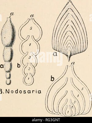 . L'histoire naturelle de Cambridge. Zoologie ; 1932 Geral. 2.Lagena. Veuillez noter que ces images sont extraites de la page numérisée des images qui peuvent avoir été retouchées numériquement pour plus de lisibilité - coloration et l'aspect de ces illustrations ne peut pas parfaitement ressembler à l'œuvre originale.. Harmer, S. F. (Sidney), Sir Frederic, 1862- ; Shipley, A. E. (Arthur Everett), Sir, 1861-1927. [Londres, Macmillan et Co., Limited, New York, The Macmillan Company Banque D'Images