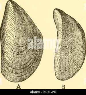 . L'histoire naturelle de Cambridge. Zoologie ; 1932 Geral. H L'ORIGINE DES BIVALVES D'EAU DOUCE et d'eau douce. CHAP Pelecypoda pièce relations, pas avec des genres, exclusivement marins mais avec les genres reconnus pour habiter les estuaires, comme le^ Corhididae^ Cardiidae Mytilidae. Il serait naturel de s'attendre à ce que nous devrions trouver ce processus de transformation toujours en cours, et que nous devrions être en mesure de détecter des espèces ou des groupes d'espèces en voie d'émigration à partir de la mer vers la terre, ou d'une mer à l'eau douce. Ces espèces seront intermédiaires entre un marine et d'une terre ou d'espèces d'eau douce, et Banque D'Images