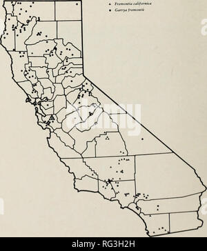 . Plage Californie broussailles et toutes les plantes. D'aliments pour animaux (Parcourir), brosse, les plantes fourragères. Fremontia californica, qui possède plusieurs variétés' la seule espèce qui est utile comme une plante. parcourir est la distribution de la Californie la vigne sauvage (Vitis californica). La Sierra Nevada de Kern County au nord vers le comté de Shasta. La valeur économique. California raisin sauvage, bien que pas une usine, c'est parcourir une certaine culture avec délectation par tous les animaux domestiques, et par les cerfs, tout au long de la saison de pâturage. L'leafage et les jeunes tiges sont souvent coupées d'assez près aussi haut que le cerf peut atteindre. Eve Banque D'Images