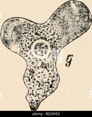 . L'histoire naturelle de Cambridge. Zoologie ; 1932 Geral. . Veuillez noter que ces images sont extraites de la page numérisée des images qui peuvent avoir été retouchées numériquement pour plus de lisibilité - coloration et l'aspect de ces illustrations ne peut pas parfaitement ressembler à l'œuvre originale.. Harmer, S. F. (Sidney), Sir Frederic, 1862- ; Shipley, A. E. (Arthur Everett), Sir, 1861-1927. [Londres, Macmillan et Co., Limited, New York, The Macmillan Company Banque D'Images