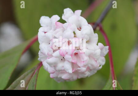 Viburnum x bodnantense 'Dawn'. Fleurs d'hiver de Viburnum bodnantense 'Dawn' dans un jardin de novembre, UK Banque D'Images