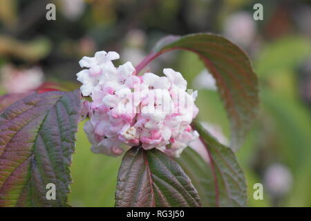 Viburnum x bodnantense 'Dawn'. Fleurs d'hiver de Viburnum bodnantense 'Dawn' dans un jardin de novembre, UK Banque D'Images