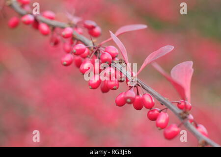 Berberis thunbergii atropurpurea 'Rose Glow'. Les baies d'automne et le feuillage de Berberis 'Rosy Glow', également appelé l'épine-vinette,, UK Banque D'Images