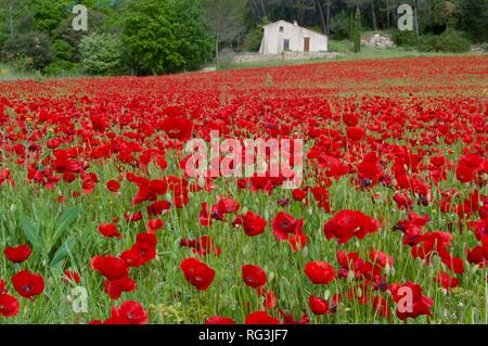 Champs de coquelicots en Provence Banque D'Images