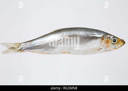 Un seul, le Sprat Sprattus sprattus, acheté dans un supermarché au Royaume-Uni. Anchois sont un petit poisson en bancs et une source d'Omega 3 huiles de poisson. Photographie Banque D'Images