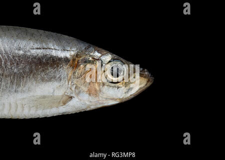 Un seul, le Sprat Sprattus sprattus, acheté dans un supermarché au Royaume-Uni. Anchois sont un petit poisson en bancs et une source d'Omega 3 huiles de poisson. Photographie Banque D'Images