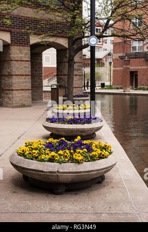 Pensées qui poussent sur le canal d'Indy à pied sur la rivière White à Indianapolis, Indiana, USA. Banque D'Images