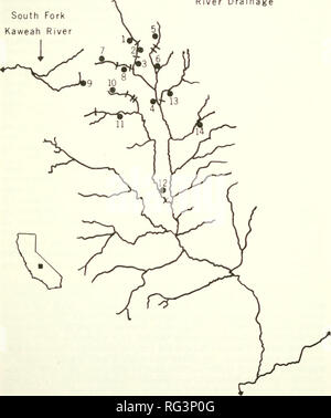 . Chasse et pêche de la Californie. Pêche -- Californie ; jeu et jeu-oiseaux -- Californie ; Poissons -- Californie ; groupes de population animale ; pêches ; gibier, poissons. La SYSTÉMATIQUE DE LA TRUITE D'OR 207 mots pour l'identification, conservés dans l'éthanol, et déposés en collec- tions de référence au ministère de la faune et les pêches, la Texas A&amp;M Univer- sité. Peu de Kern River South Fork Kaweah River. La figure 1. Une carte de la rivière Kern peu montrant les emplacements des 14 sites de collecte de 1974, et l'emplacement des obstacles naturels à la migration en amont. Sites de collecte Banque D'Images