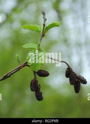 Alnus glutinosa, l'aulne glutineux, aulne noir, aulne aulne européen ou tout simplement au printemps. Pologne, Europe Banque D'Images