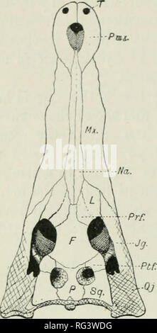 . L'histoire naturelle de Cambridge. Zoologie. 466 CROCODILIA attaché à la croix-bâtons, indique le lieu où se trouve le crocodile lorsqu'il a pris à l'hameçon et a coulé au fond. C. johnstoni, du nord de l'Australie et le nord du Queensland, et C., intennedius du Orinoko, sont alliés à C. crocodylidae (53601XXXXX), du moins en ce qui concerne la configuration de l'os de la mince et long museau est concerné. L'ancien est petite, à peine d'atteindre la longueur de 7 pieds, tandis que les espèces d'Amérique du Sud pousse jusqu'à 13 pieds. C. americanus s. acutus. - Cette espèce, qui vit dans les îles des Antilles, Banque D'Images